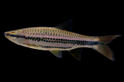 Porthole Rasbora
