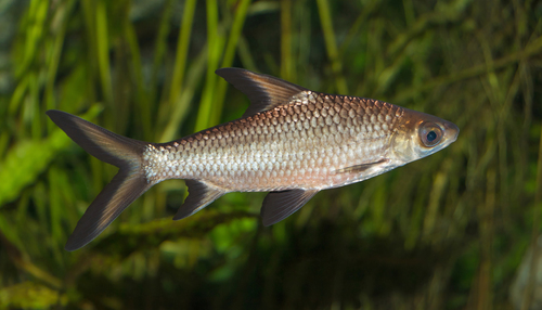 Silver Tricolor Shark