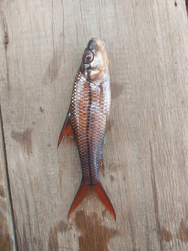 Borneo Red Fin Silver Shark