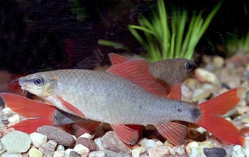Albino Red Fin Shark