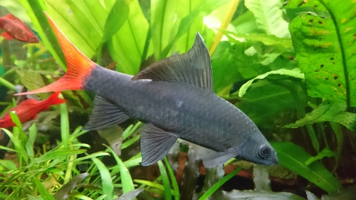 Red Tail Black Shark
