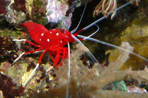 Fire (Maroon) Shrimp