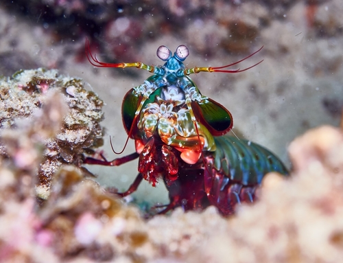 Peacock Mantis Shrimp