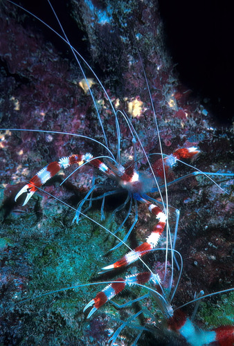 Red-Banded Shrimp