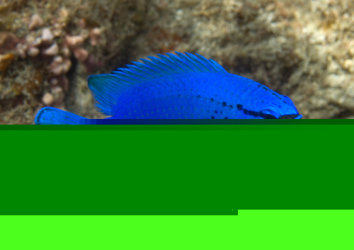 Orange-Tailed Blue Devil