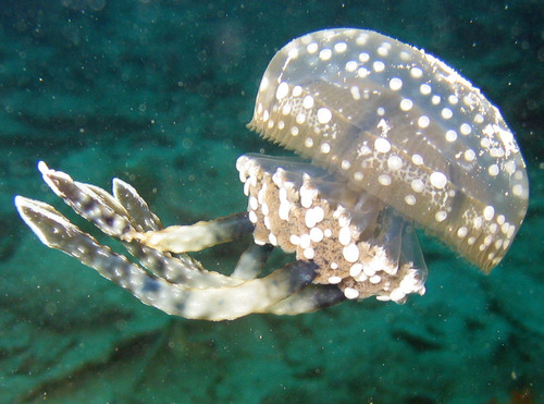 Spotted Jelly Fish