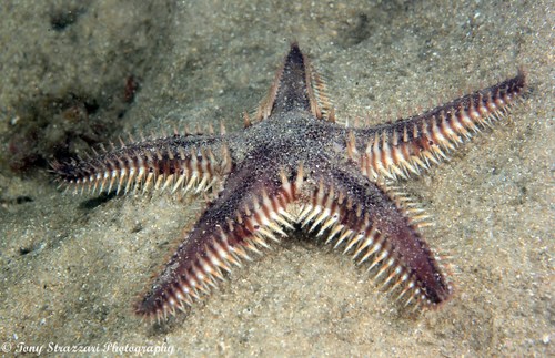 Sand Sifting Sea Star