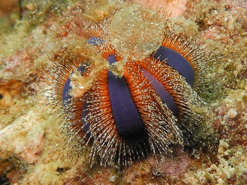 Blue/Red Tuxedo Urchin