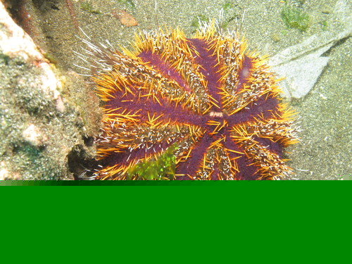 Tuxedo Urchin Color