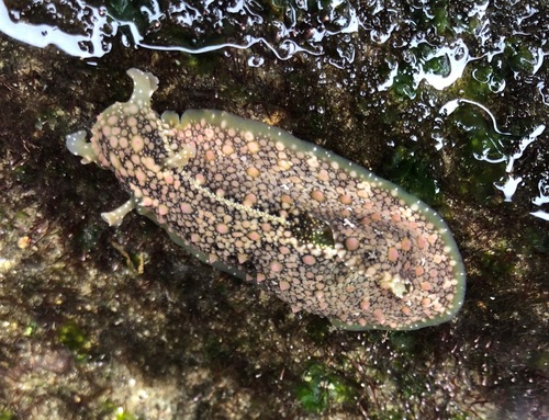 Sea Hare Nudibranch