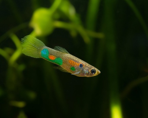 Grade A Platinum Redtail Dumbo Ear Female