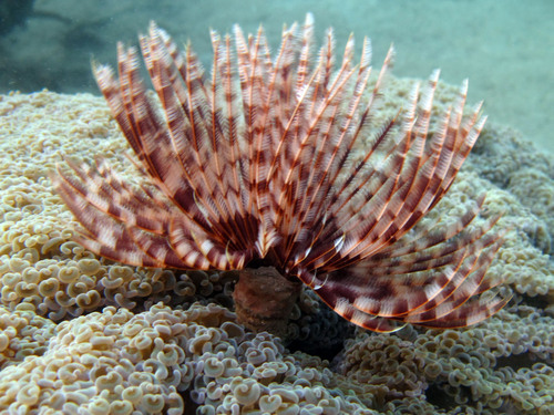 Brown Feather Tube Worms