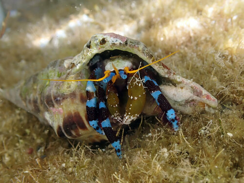 Blue Leg Hermit Crab