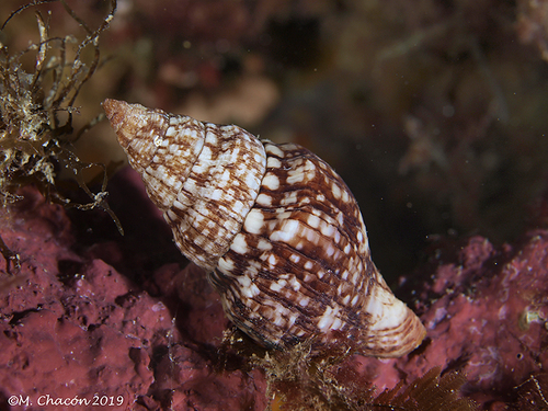 Leopard Shell