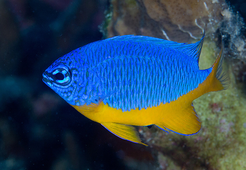 Kupang Damsel (Half Blue Demoiselle)