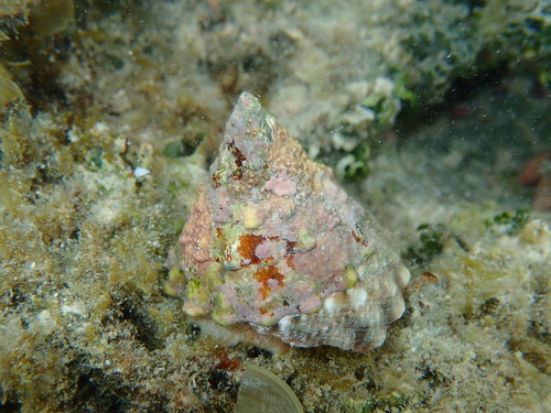 Pyramid/Turban Shell