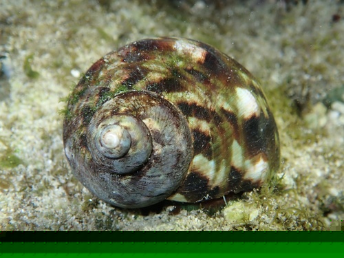 Turban/Turbo Snail