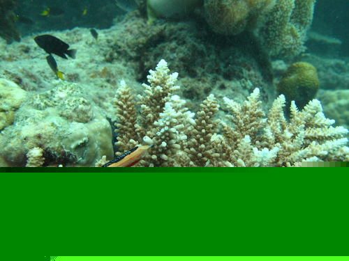 Green Staghorn coral