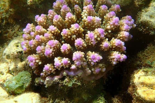 Pink Staghorn coral