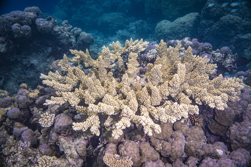 Green Staghorn coral