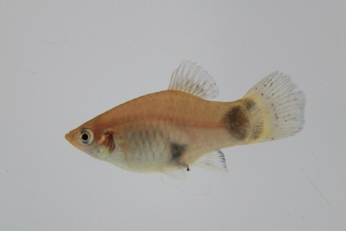 Sunset Platy