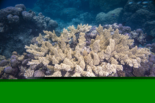 Orange Staghorn coral