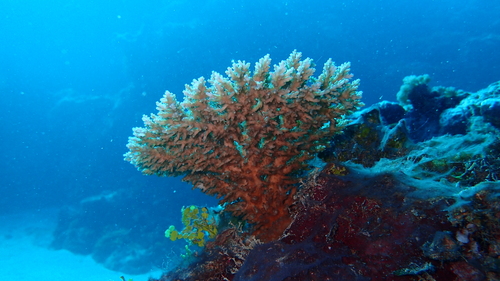 Green Staghorn coral