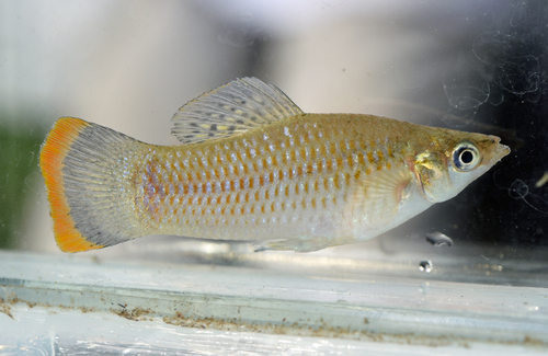 Black Lyretail Molly Sphenops