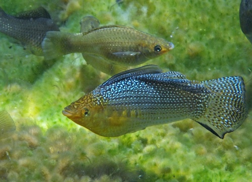 Sailfin Molly