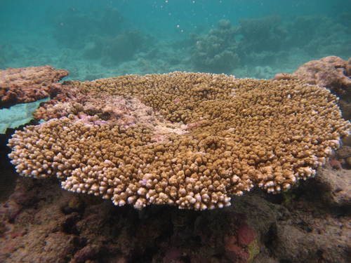 Purple Staghorn coral
