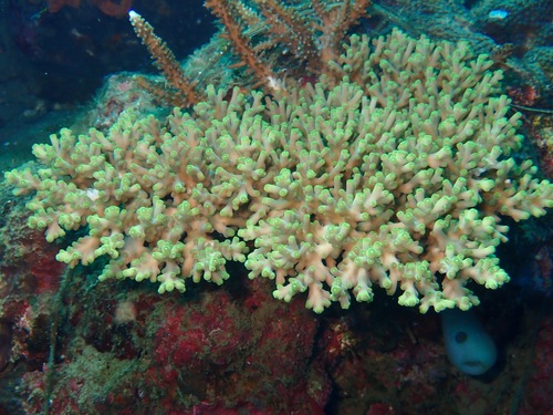Green Staghorn coral