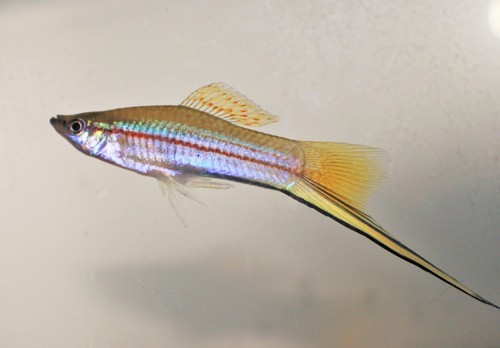 Grade A Hi Fin Pineapple Swordtail Fish Female (IDV)