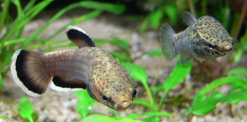 Betta albimarginata Female