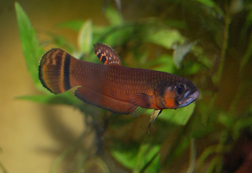 BRUNEI Beauty Macrostoma Betta Female
