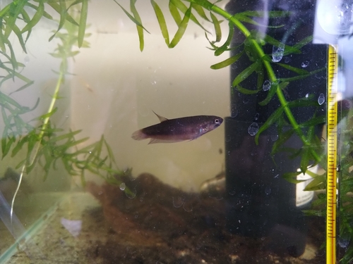 Betta Rubra Male