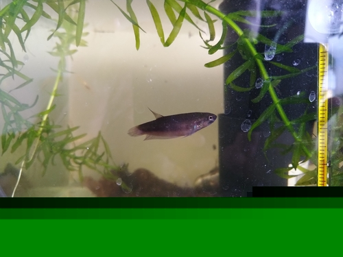 Betta Rubra Female