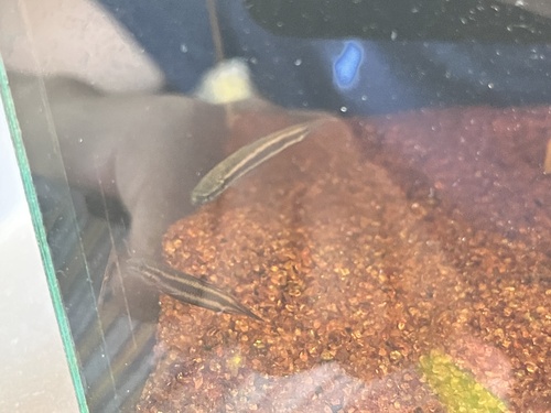 Betta Uberis Male