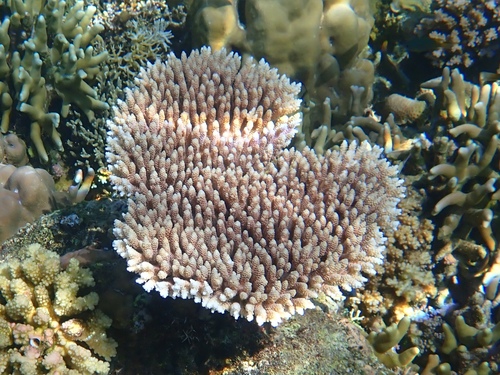 Yellow Staghorn coral