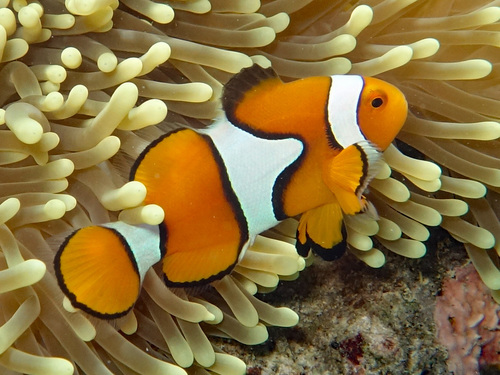 White Percula (Captive Bred)