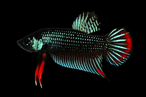 Crescent Betta