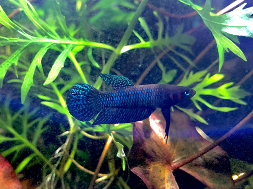 Betta Hendra Female
