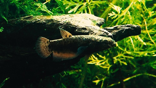 Betta channoides Male