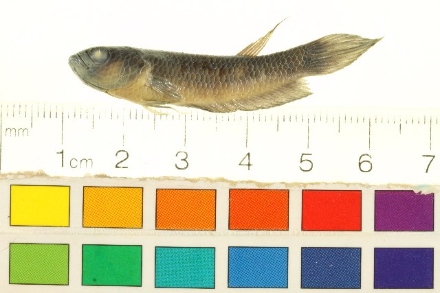 Betta Compuncta Orini Female