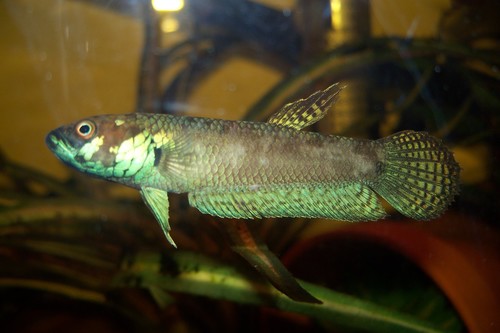 Betta Bahiton Male