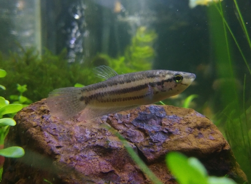 Betta Obscura Male