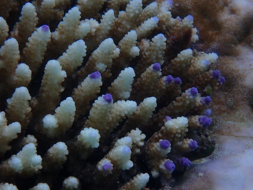 Green Staghorn coral