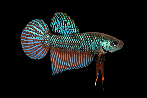 Emerald Green Betta Smaragdina Male