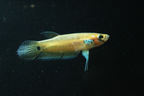 Borneo Howong Betta Female