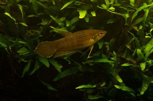 Betta Enisae Male