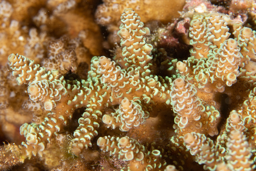 Yellow Staghorn coral